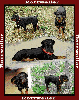 Rottweiler Tapestry Afghan